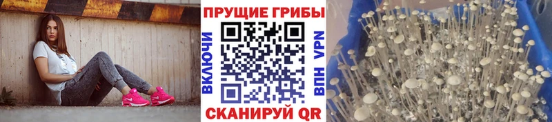 Псилоцибиновые грибы мицелий  Нестеров 